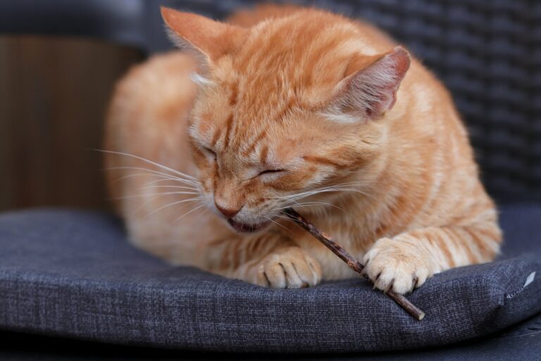 an orange cat is chewing on a stick