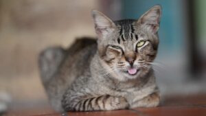 a cat sitting on the ground with its tongue out