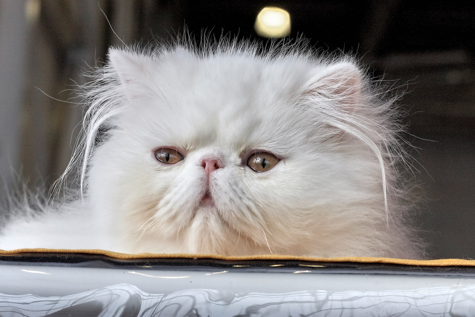 white persian cat lying on brown wooden table