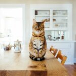 orange and white tabby cat sitting on brown wooden table in kitchen room